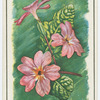 Primula.