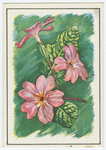 Primula.