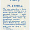 Primula.