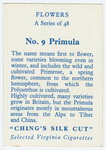Primula.