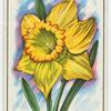 Daffodil (Narcissus).