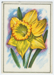 Daffodil (Narcissus).