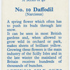 Daffodil (Narcissus).
