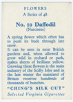 Daffodil (Narcissus).