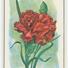 Carnation (Dianthus).