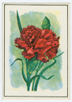 Carnation (Dianthus).