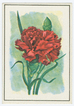 Carnation (Dianthus).