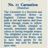 Carnation (Dianthus).