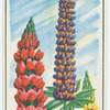 Lupin (Lupinus).