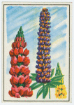 Lupin (Lupinus).