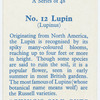 Lupin (Lupinus).