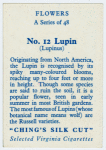 Lupin (Lupinus).