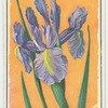Iris.