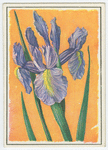 Iris.