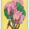 Cyclamen.