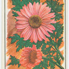 Pyrethrum.
