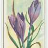Meadow saffron (Colchicum).