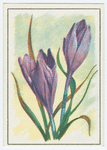 Meadow saffron (Colchicum).