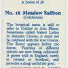 Meadow saffron (Colchicum).