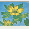 Winter aconite (Eranthis).