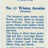 Winter aconite (Eranthis).