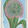 Allium.