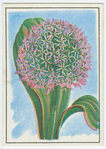 Allium.