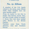 Allium.