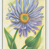 Aster.