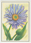 Aster.
