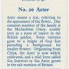 Aster.