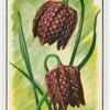 Fritillaria (Snake's head).