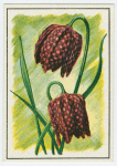 Fritillaria (Snake's head).