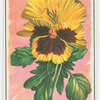 Pansy.
