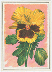Pansy.