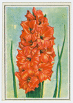 Gladiolus.