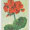 Geranium (Pelargonium).