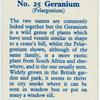 Geranium (Pelargonium).