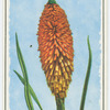 Red hot poker (Kniphofia).