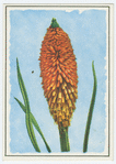 Red hot poker (Kniphofia).