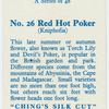 Red hot poker (Kniphofia).