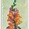 Snapdragon (Antirrhinum).