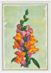 Snapdragon (Antirrhinum).