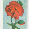 Poppy (Papaver).