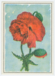 Poppy (Papaver).