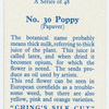 Poppy (Papaver).