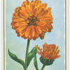 Marigold (Calendula).