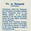 Marigold (Calendula).