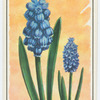 Grape hyacinth (Muscari).