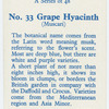 Grape hyacinth (Muscari).